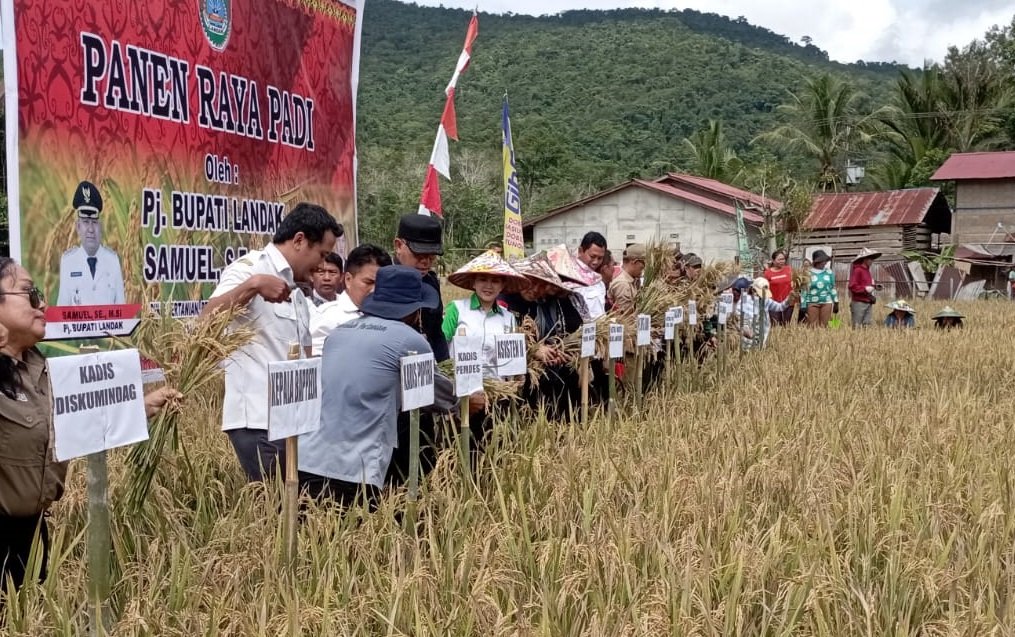 Produksi padi di Provinsi Kalbar hingga April 2024 sebesar 406.920 ton ...