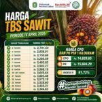 Harga TBS Sawit Tertinggi di Kalbar Periode I Mei 2026 Rp3.683,89 per Kg